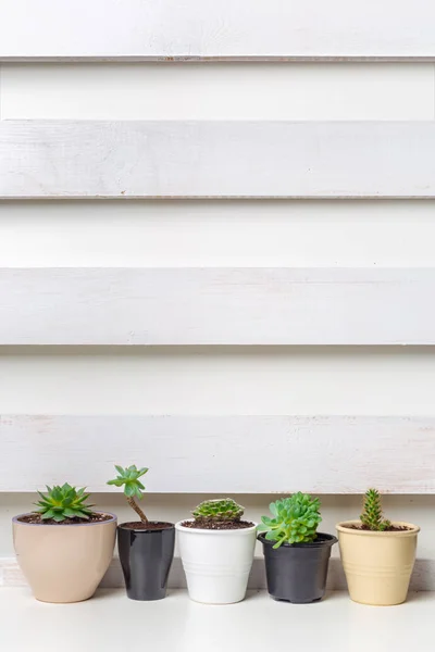 Petites Plantes Succulentes Dans Des Pots Intérieur Maison — Photo