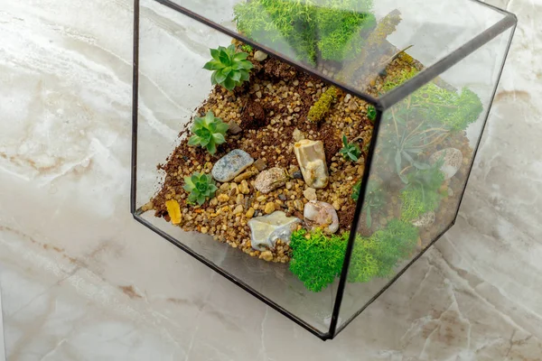 Mini Jardin Succulent Florarium Verre — Photo