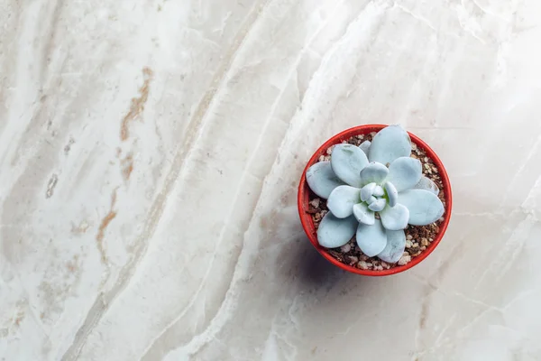 Single Succulent Plant Potted — Stock Photo, Image