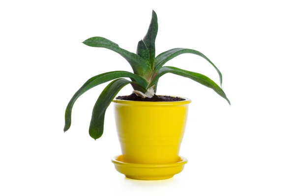 Pianta Succulente Vaso Fondo Bianco — Foto Stock