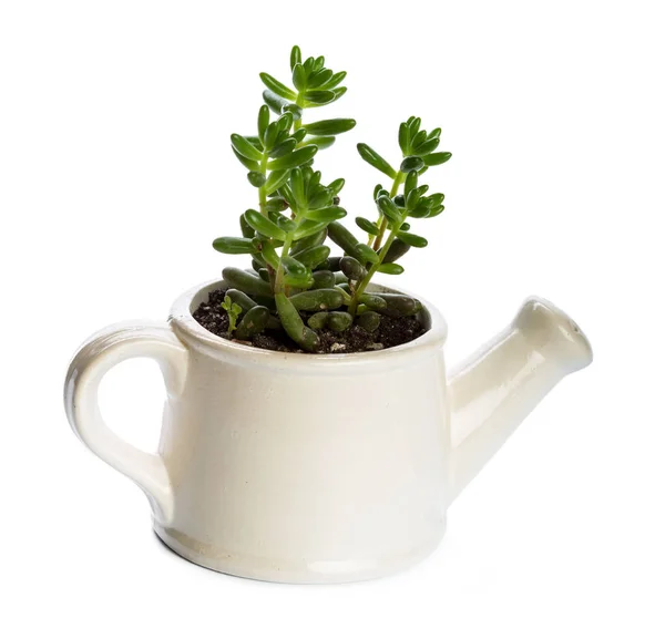 Plantas Suculentas Vaso Sobre Fundo Branco — Fotografia de Stock