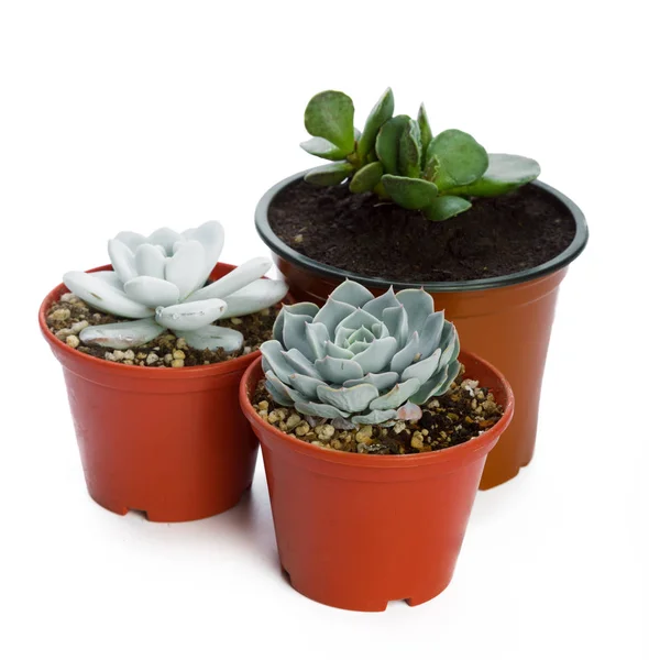 Plantes Succulentes Pot Sur Fond Blanc — Photo