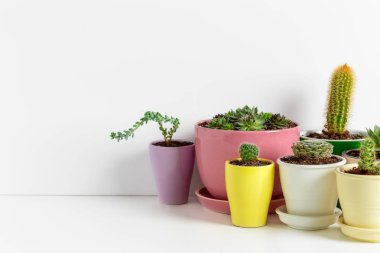 Succulents farklı tencere çeşitli