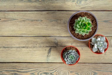 Tablo üzerinde gruplandırılmış etli bitkiler