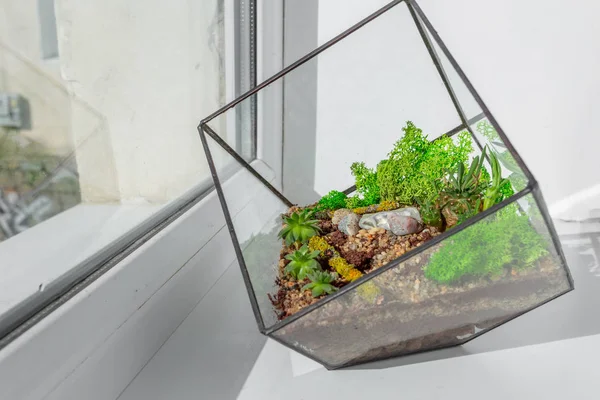 Mini Jardin Succulent Florarium Verre — Photo