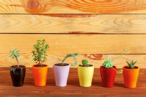 Tablo üzerinde gruplandırılmış etli bitkiler