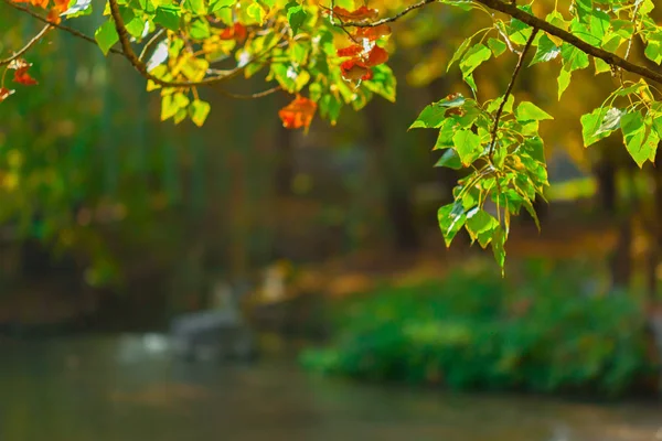 Осень Яркие Листья Близко — стоковое фото