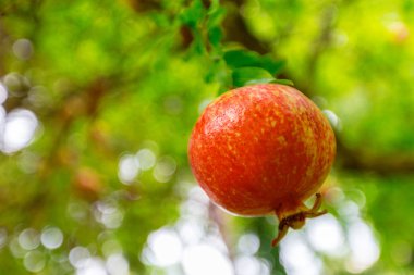 Ağaç dalı üzerinde büyüyen olgun nar meyve