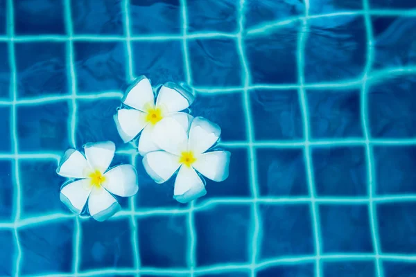 Flores Frangipani Flotantes Piscina Azul —  Fotos de Stock