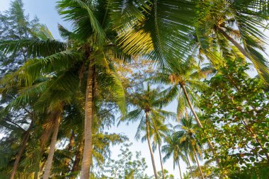 Hindistan cevizi palmiyeleri mavi gökyüzüne karşı