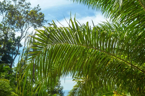 Árvores Tropicais Tempo Tintura Com Céu Azul — Fotografia de Stock