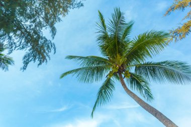 Gündüz mavi gökyüzüne karşı tropikal ağaçlar 