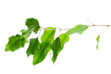 beyaz arkaplanda yeşil yapraklar izole