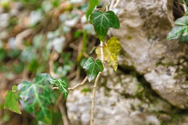 Rochers Forestiers Envahis Plantes — Photo