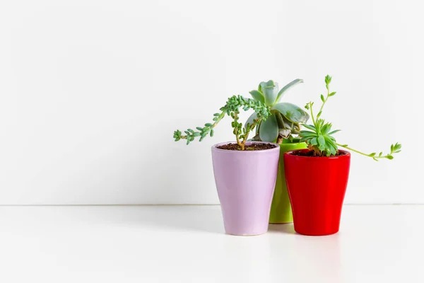 Small Succulent Plants Pots Home — Stock Photo, Image