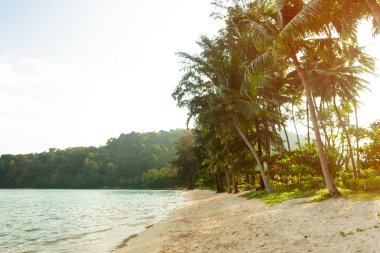Deniz ve tropik sahil manzaralı görünüm 