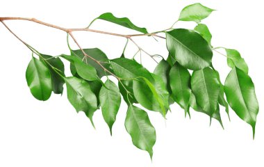 beyaz arkaplanda yeşil yapraklar izole