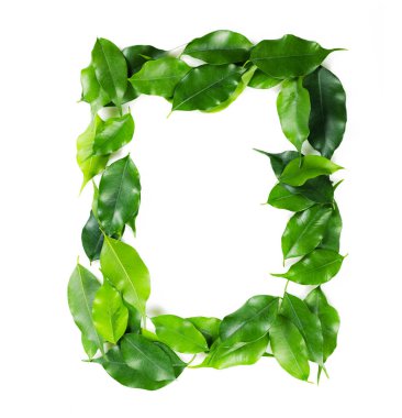 beyaz arkaplanda yeşil yapraklar izole