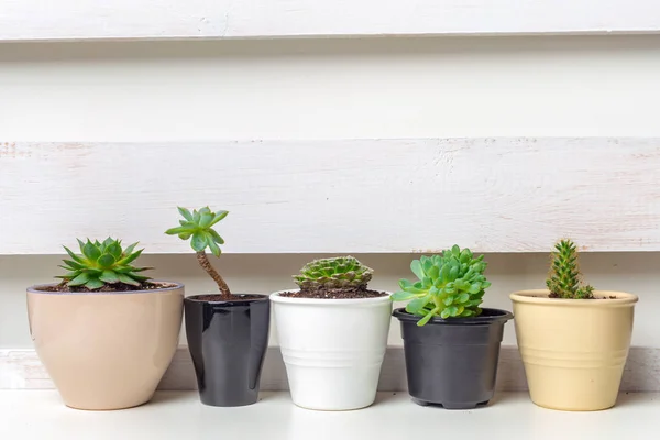 Pequeñas Plantas Suculentas Macetas Casa — Foto de Stock