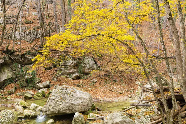 Outono Natureza Paisagem Árvores Uma Floresta — Fotografia de Stock