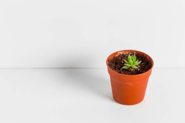 Tek bir etli bitki saksı 