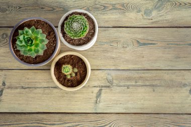 Tencere evde küçük etli bitkiler 