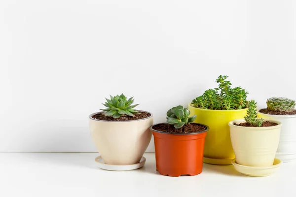 Variété Succulents Dans Différents Pots — Photo