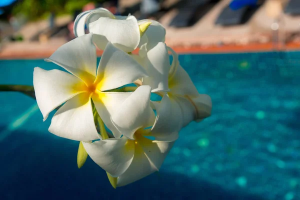 Frangipani Bloemen Close Shot — Stockfoto