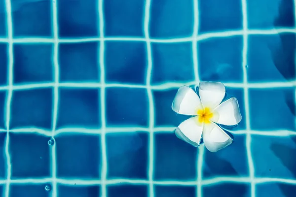 Floating Frangipani Flower Pool — Stock Photo, Image