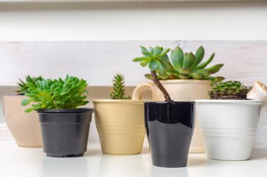 Tencere evde küçük etli bitkiler 