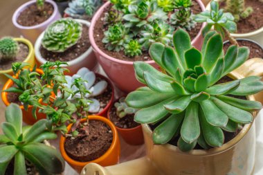 Succulents farklı tencere çeşitli