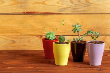 Tencere evde küçük etli bitkiler 