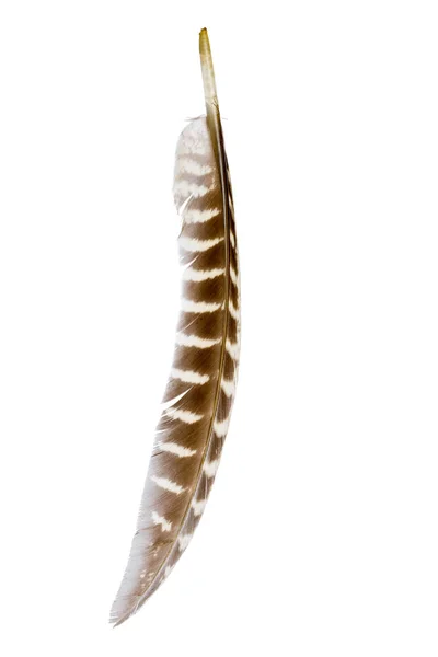 Close Bird Feather Isolated White Background — Stock Photo, Image