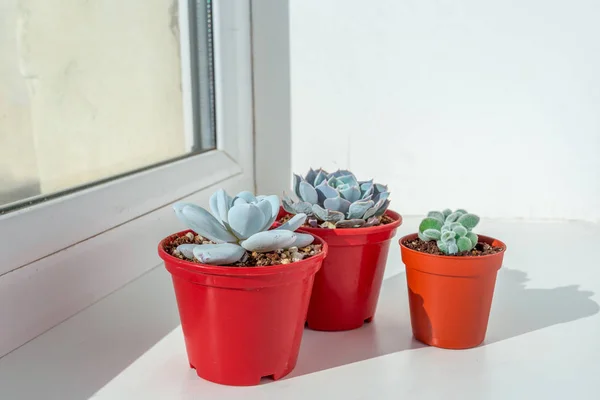 Small succulent plants in pots at home