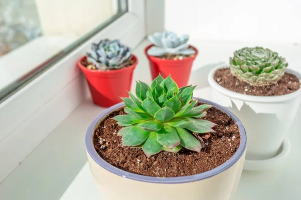 Small succulent plants in pots at home