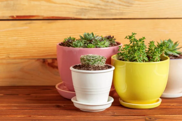 Pequenas Plantas Suculentas Vasos Casa — Fotografia de Stock