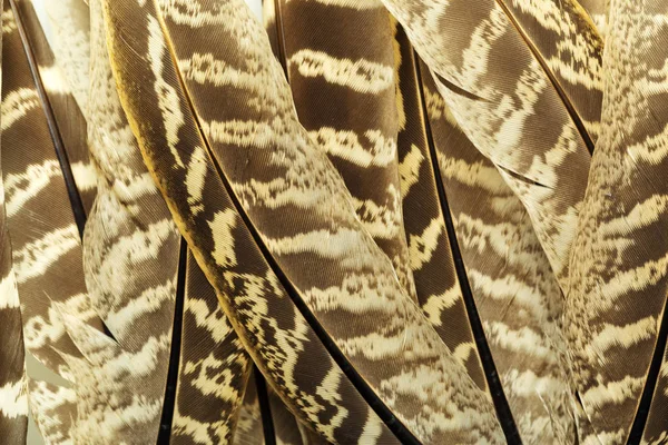 Close Brown Feathers Background — Stock Photo, Image