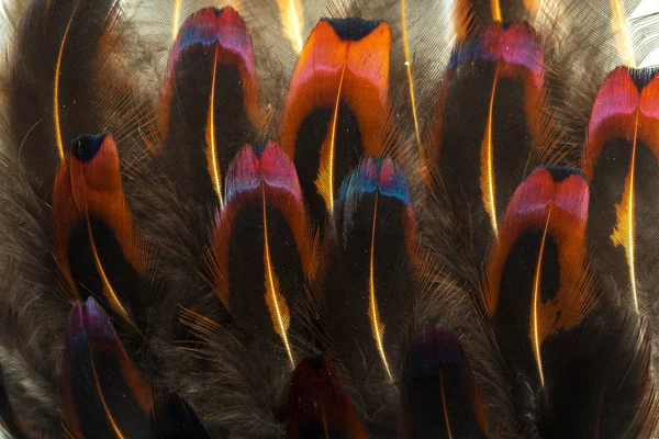 Close Brown Feathers Background — Stock Photo, Image