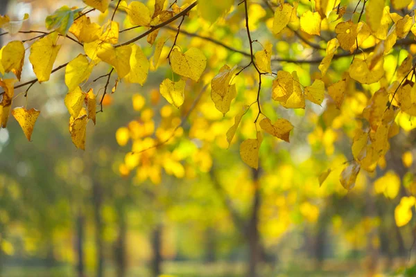 Закрыть Желтые Листья Айтоны — стоковое фото