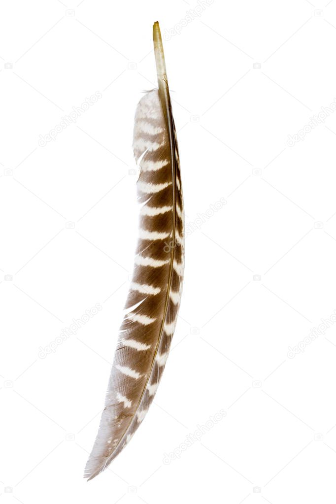 close up of bird feather isolated on white background