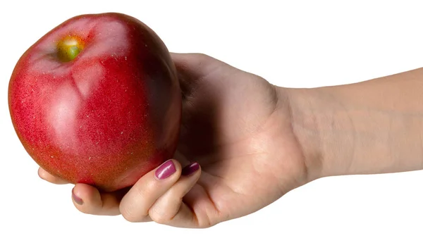 Kız Beyaz Arka Plan Üzerinde Kırmızı Elma Tutan Eller — Stok fotoğraf