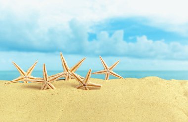 Sahilde deniz yıldızı deniz kabuklarını