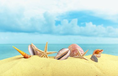 Sahilde deniz yıldızı deniz kabuklarını