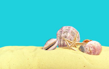 Sahilde deniz yıldızı deniz kabuklarını