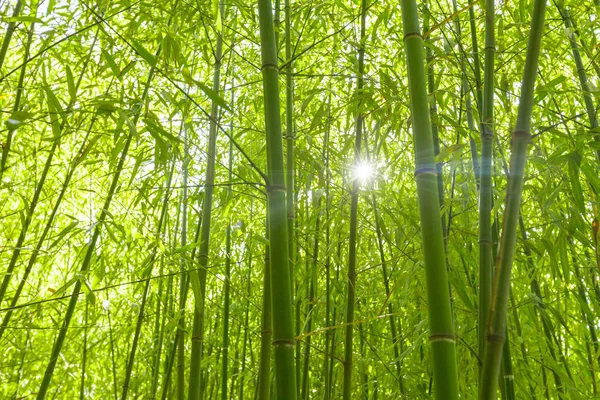 Rayos Sol Través Del Bosque Árboles Bambú — Foto de Stock