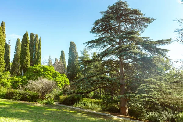 Alberi Verdi Nel Parco Durante Giorno — Foto Stock