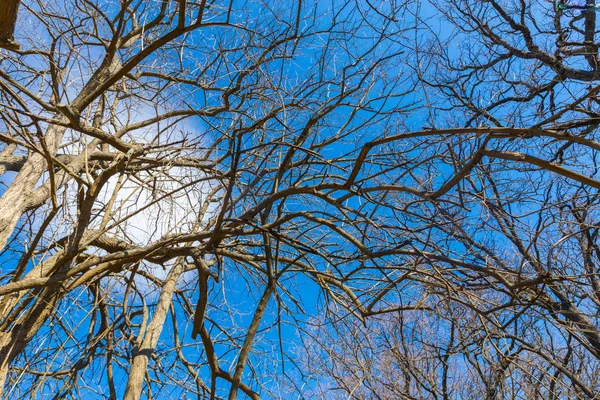 Árvores Parque Durante Dia — Fotografia de Stock