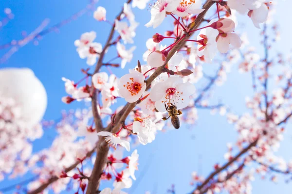 Jarní Blooming Pozadí Zblízka — Stock fotografie
