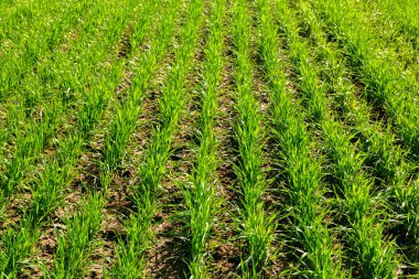 yeşil alan arka plan bahar, yakın çekim