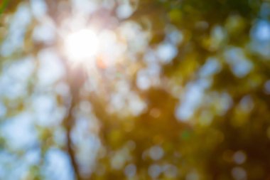 Mevsimlik fotoğraf genç bush dal taze yeşil yaprak